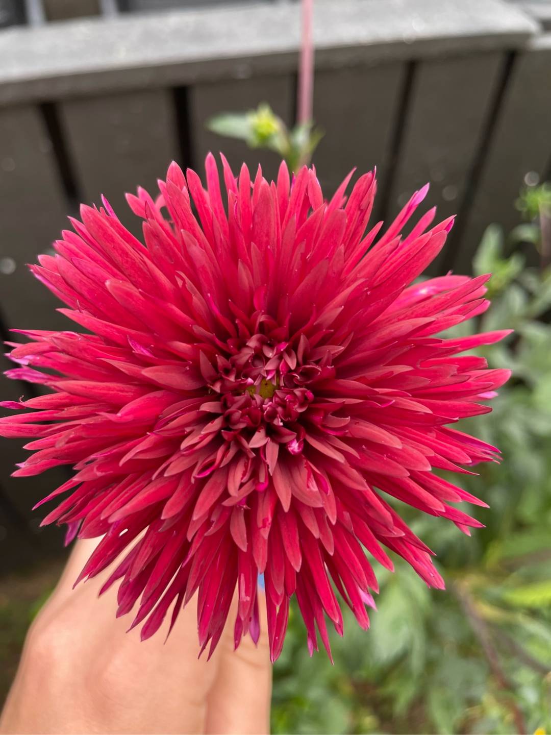 Dahlia Urchin