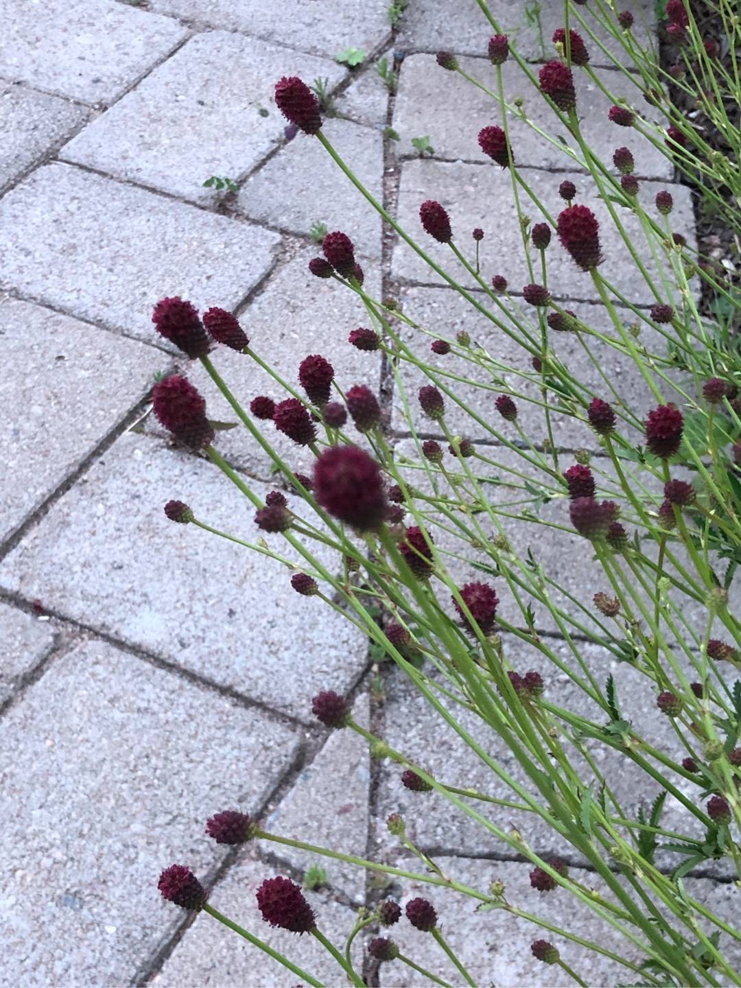 Rensättra trädgård