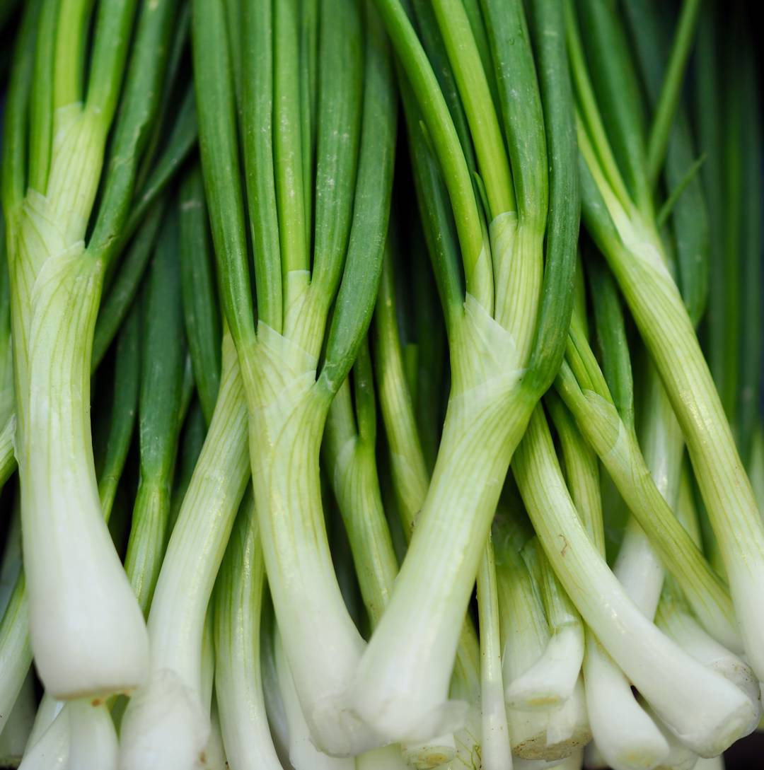 Piplök Welsh Onion