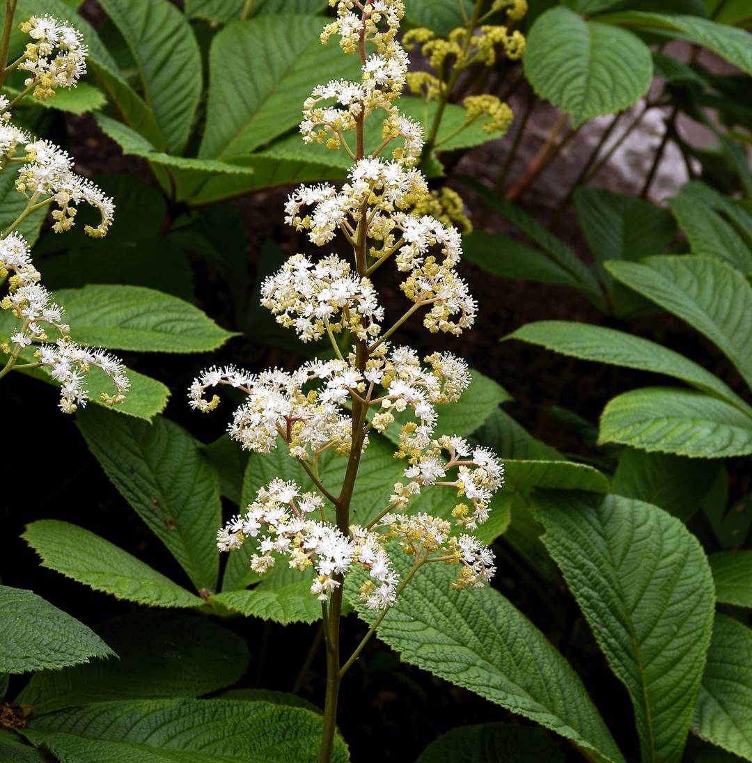 Kastanjerodgersia 