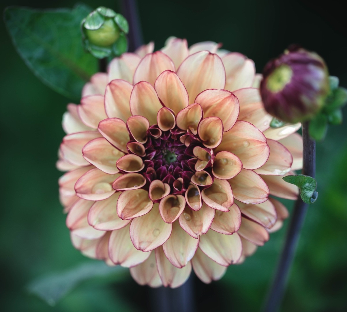 Dahlia High Fidelity