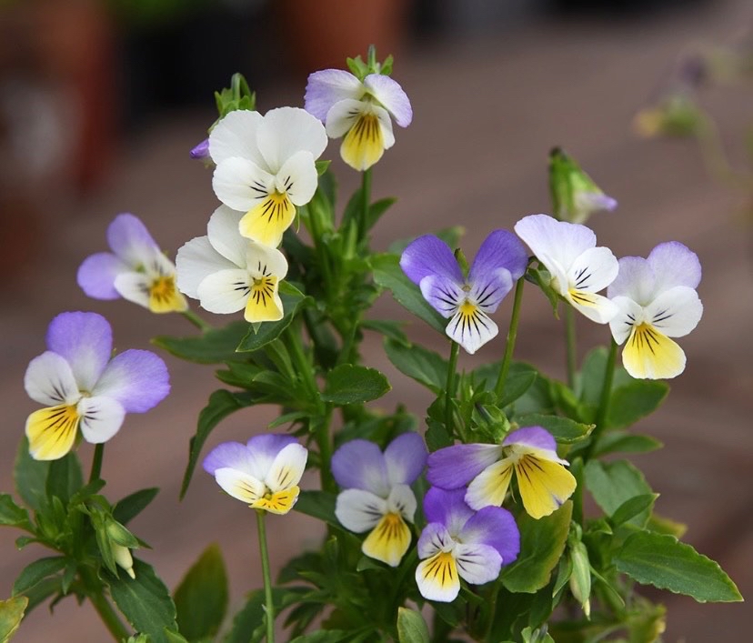 Det lilla gula huset