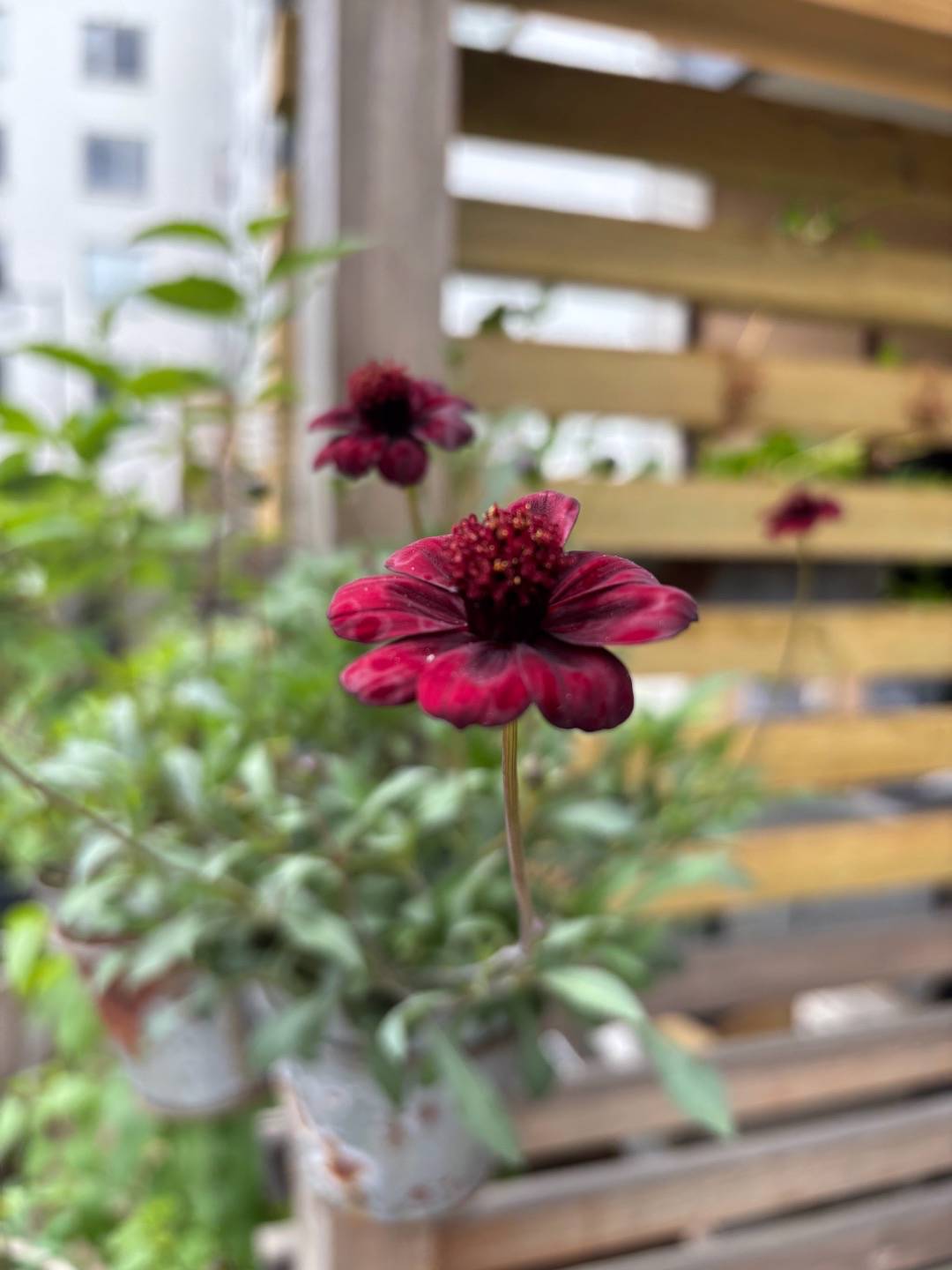 Sjöstadens blomsterträdgård