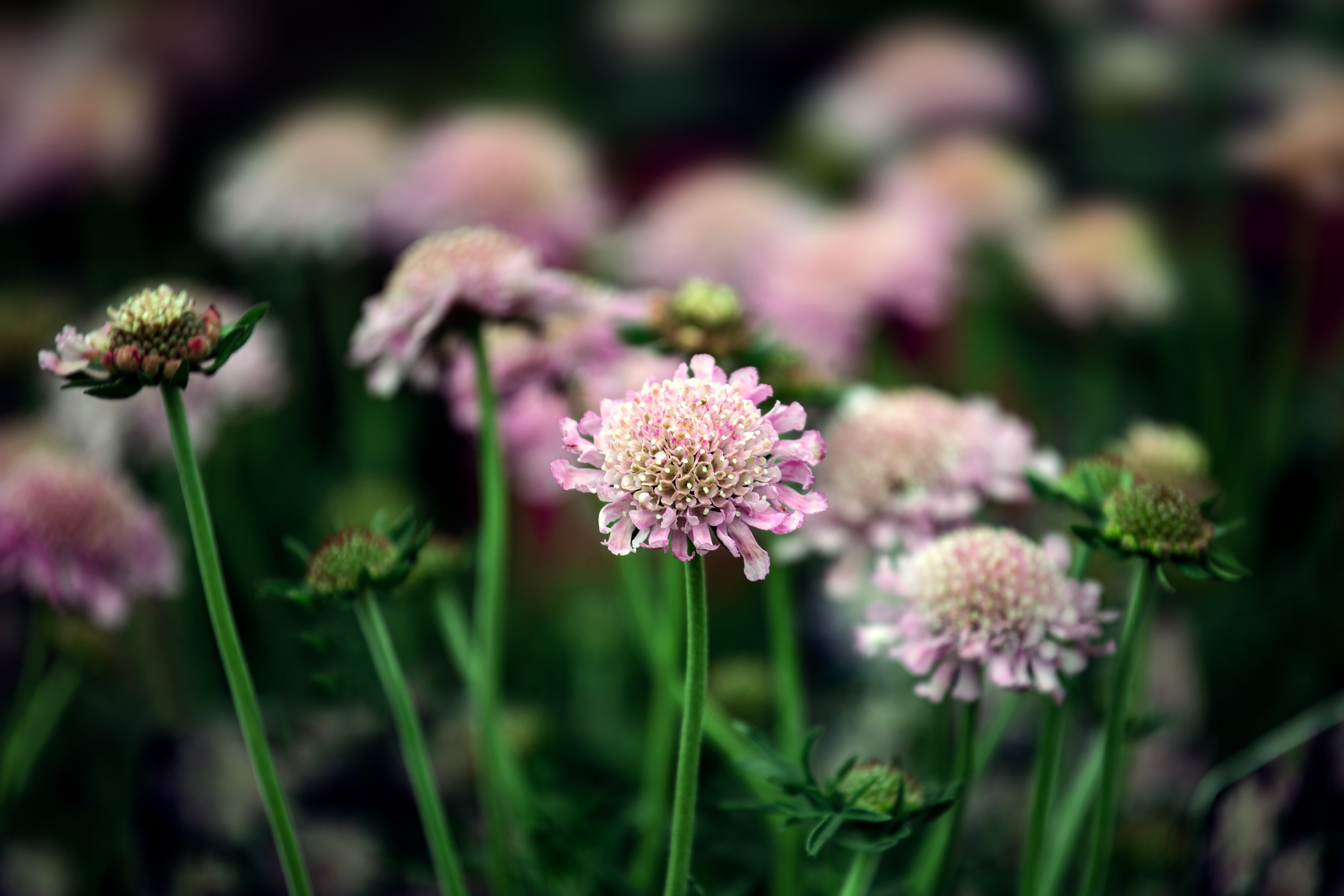 Fältvädd Pink Mist