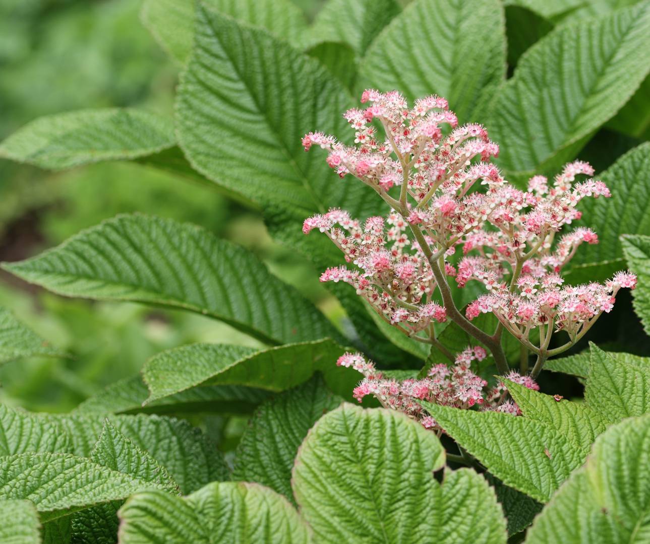 Rodgersia 