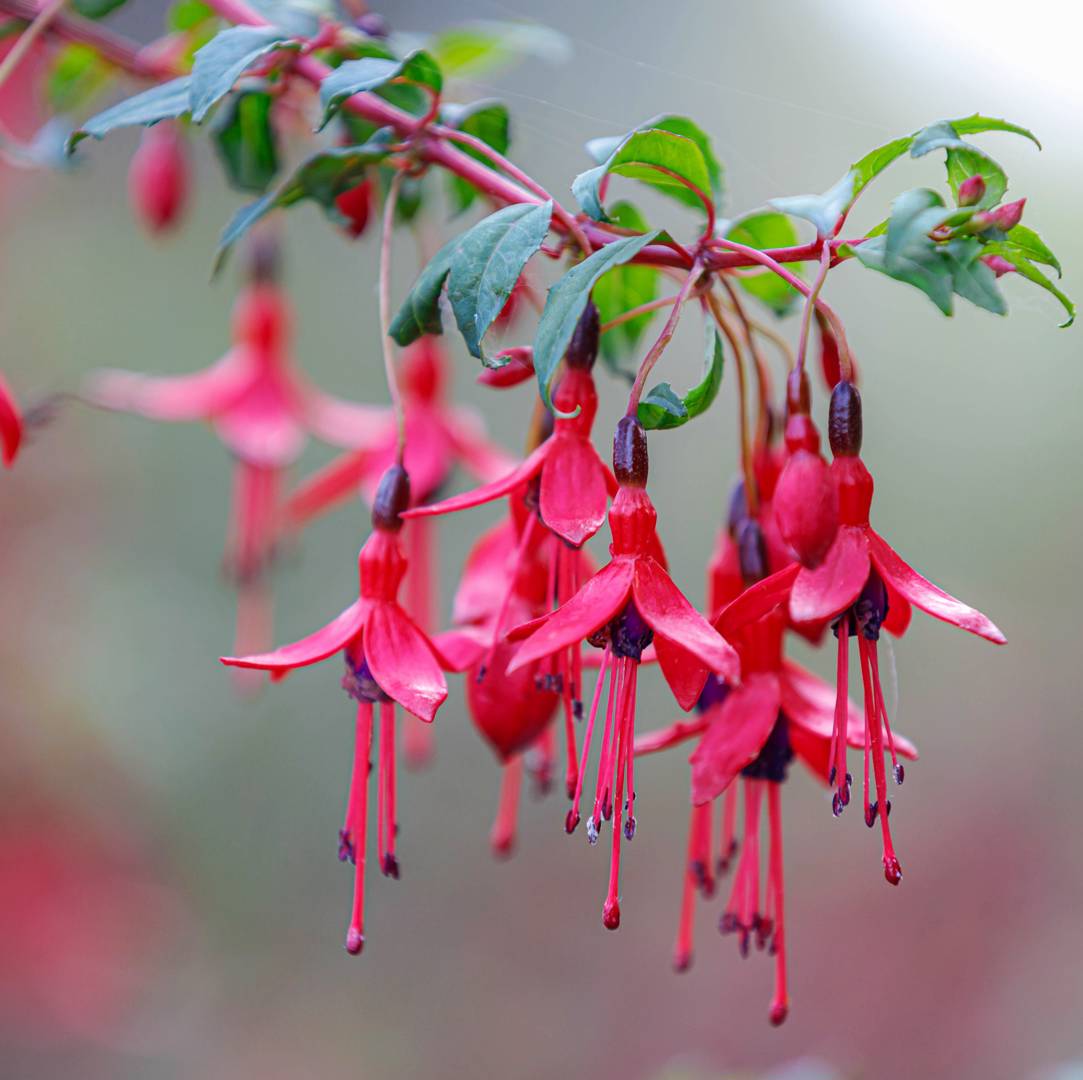 Scharlakansfuchsia 