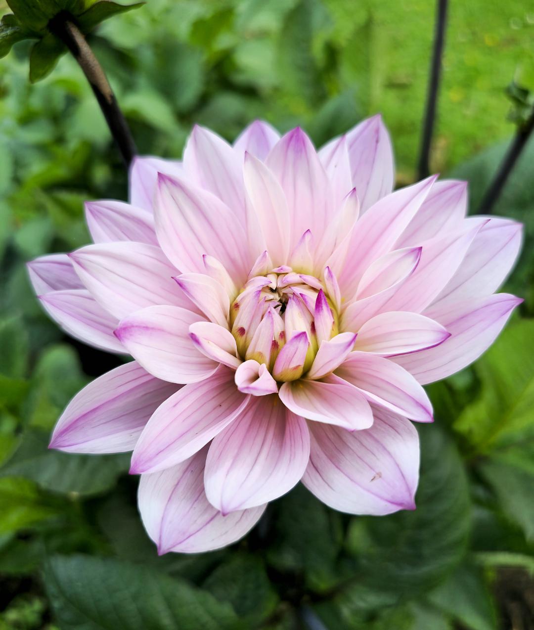 Dahlia Karma Prospero
