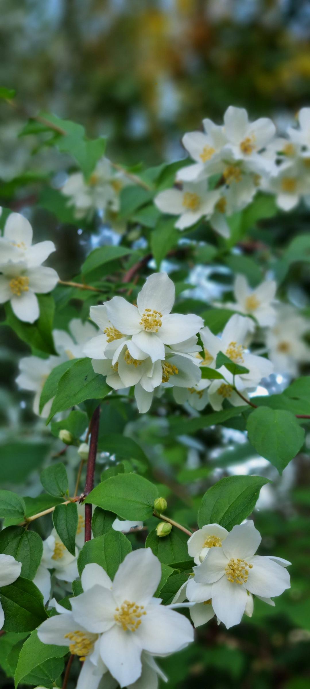 In my arctic garden