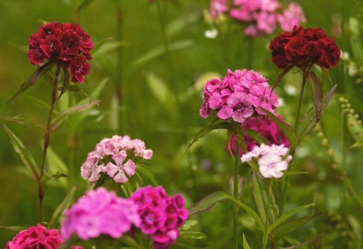 Där knoppar brister