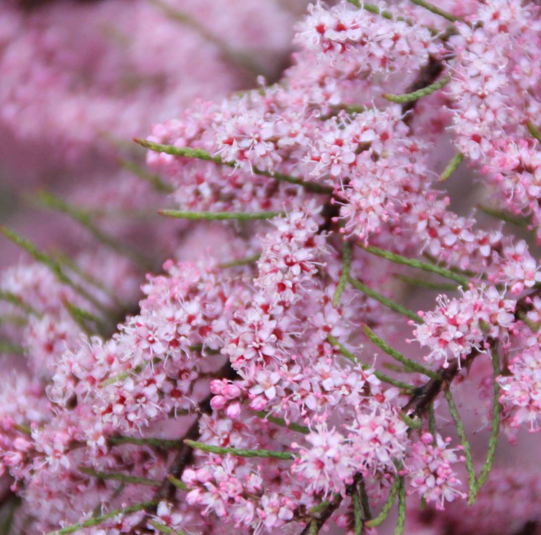 Tamarisk 