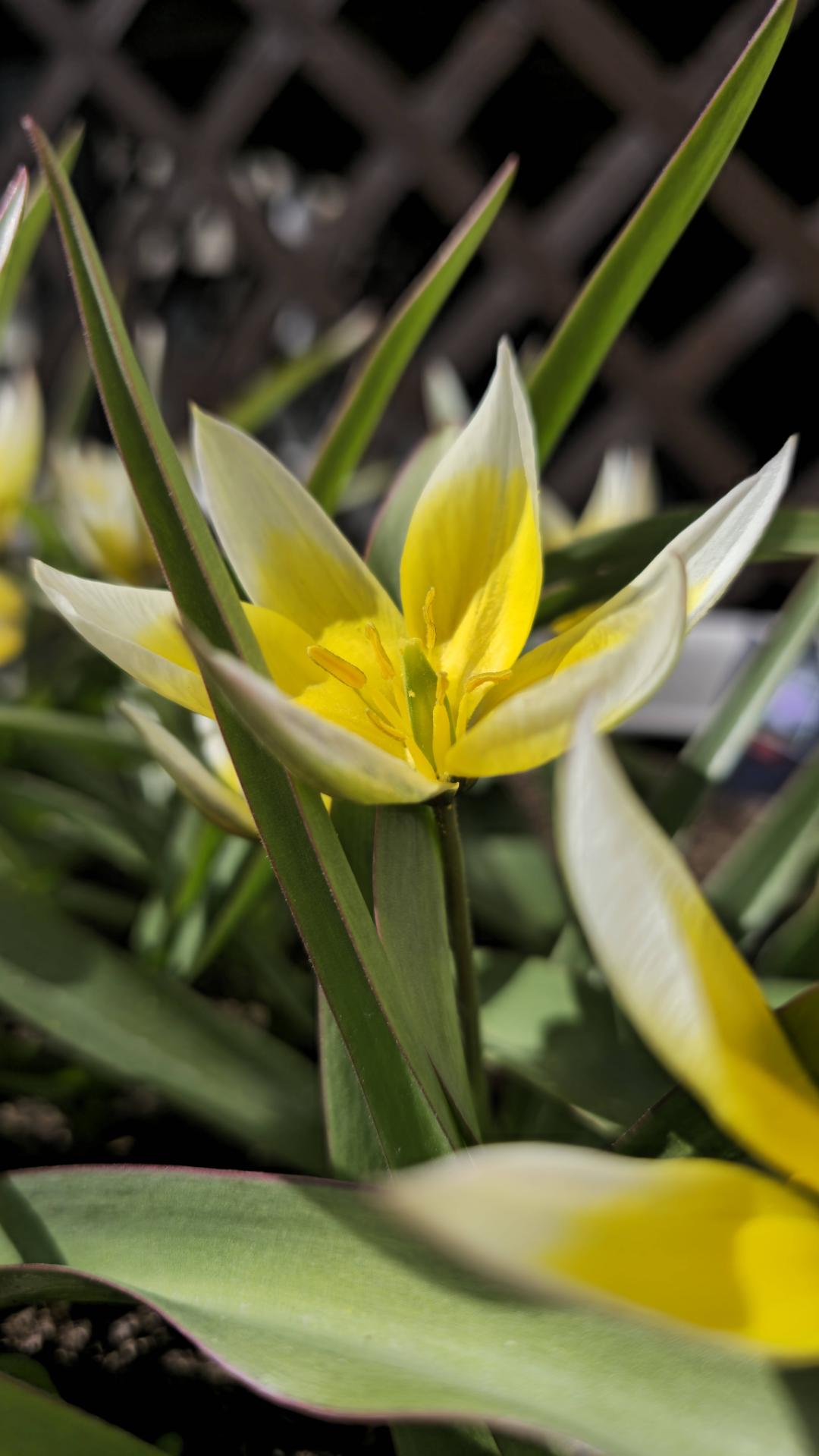 7sortersblomster