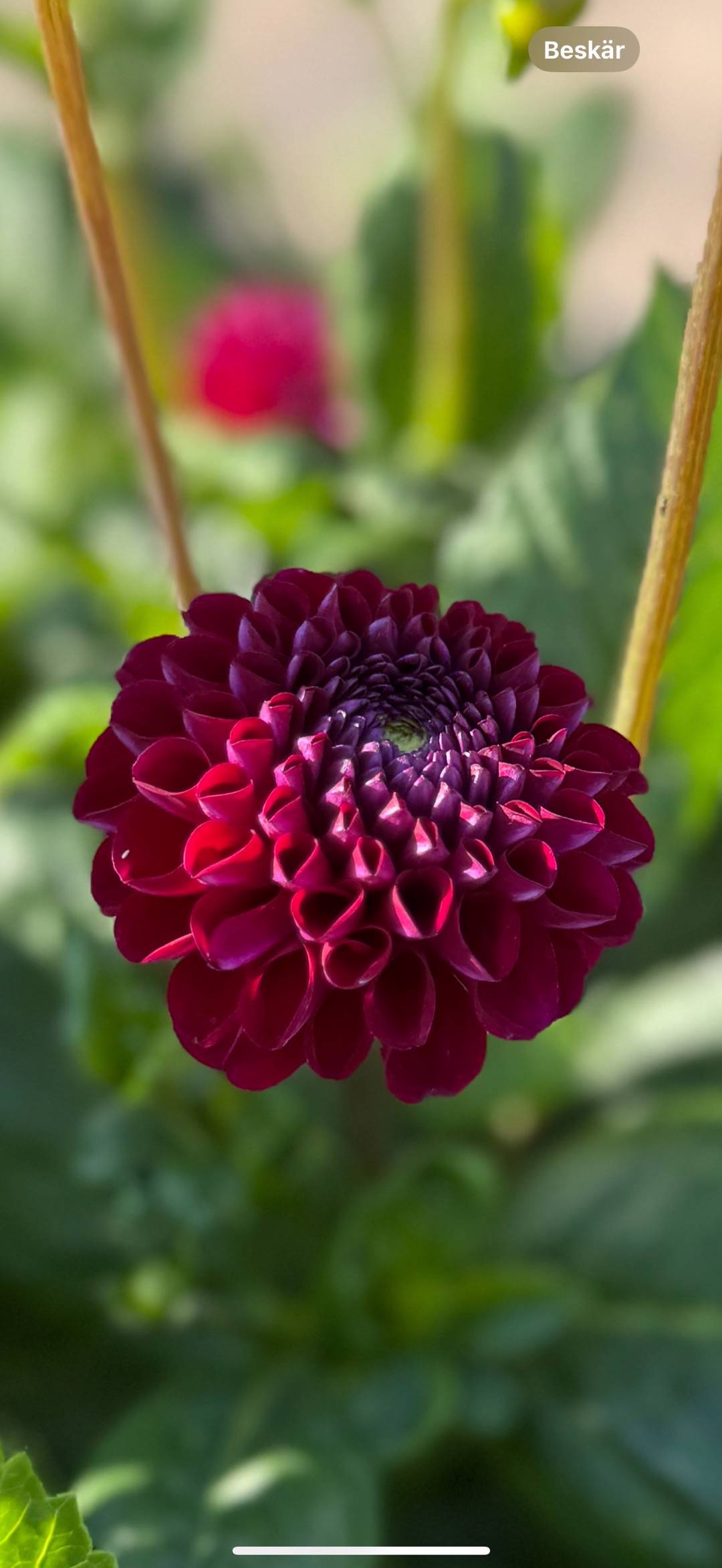 Jossans blomster