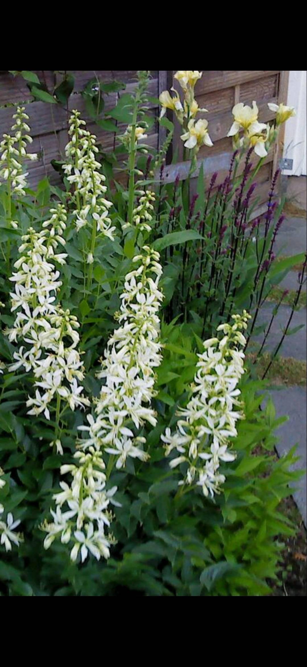Moses brinnande buske Albiflorus