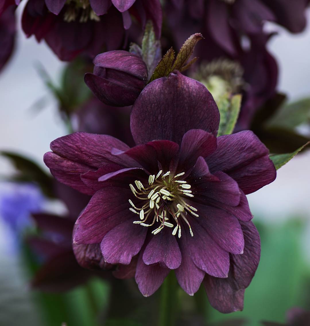 Hybridjulros Double Ellen Purple