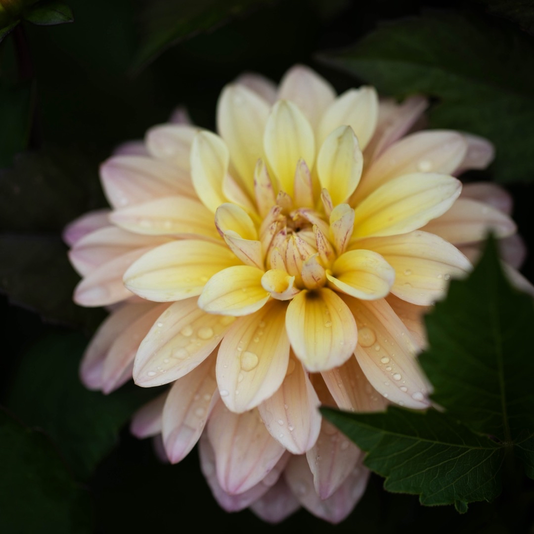 Dahlia Mondriaan