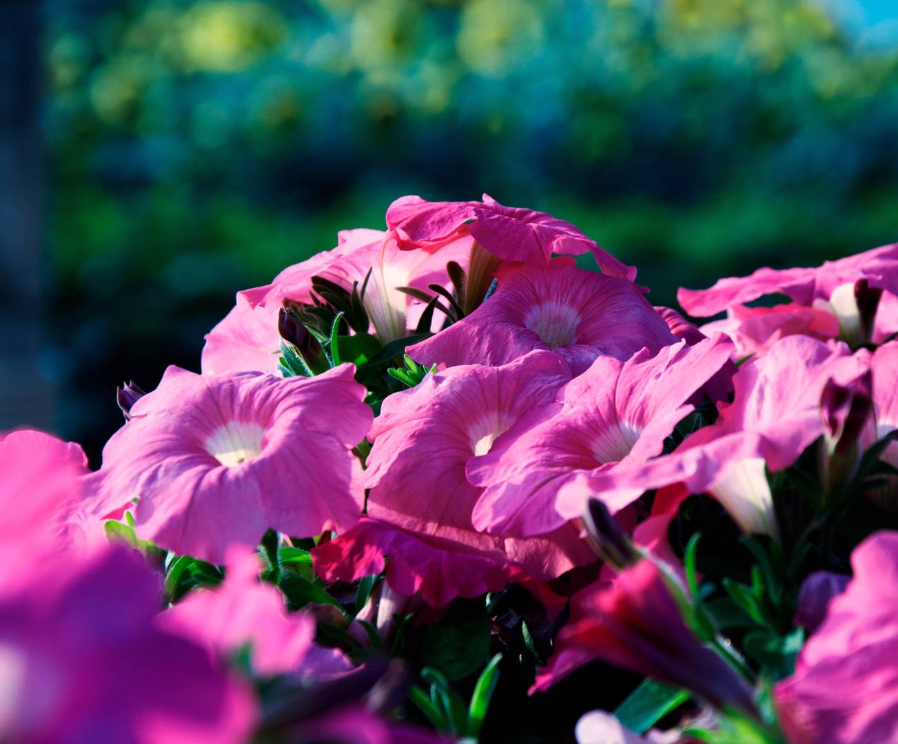 Hängpetunia Easy Wave Coral Reef