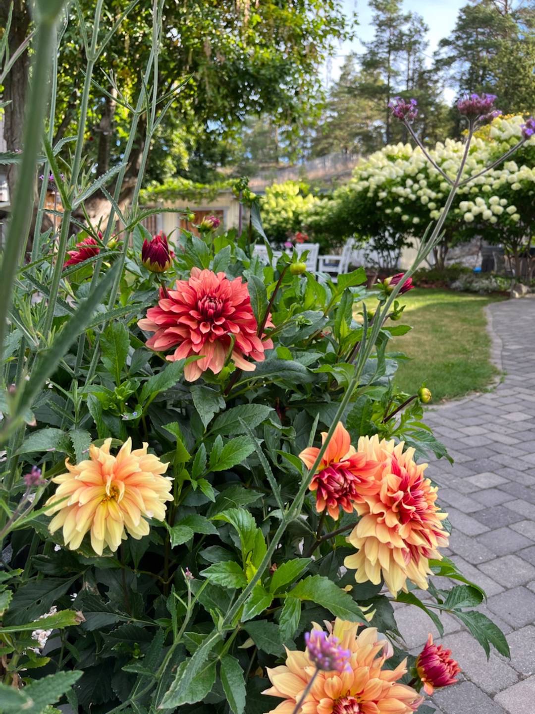 Trädgård Klaraberg