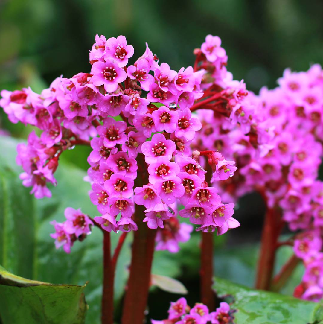 Bergenia 