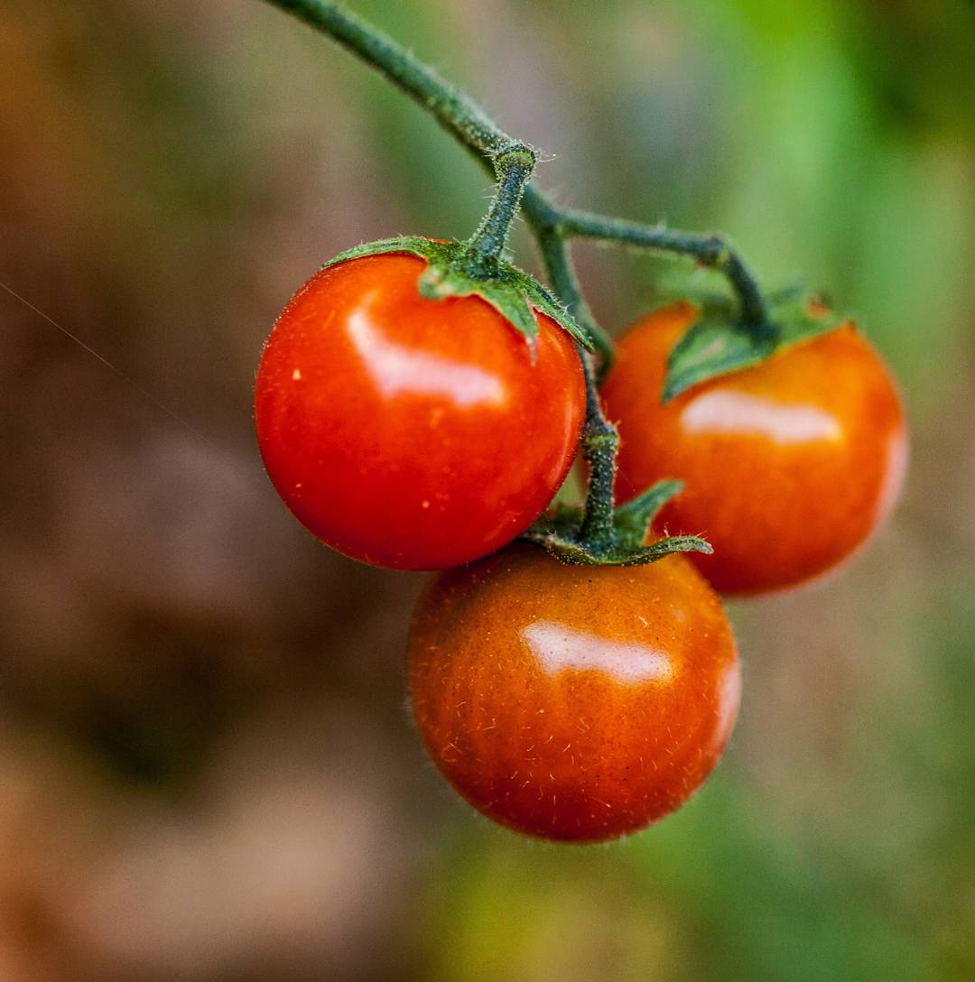 Körsbärstomat Micro Cherry