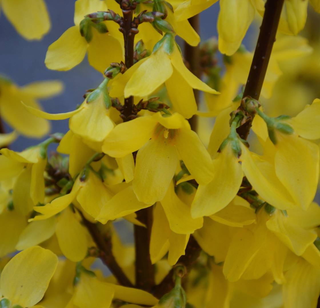 Dvärgforsythia Minigold