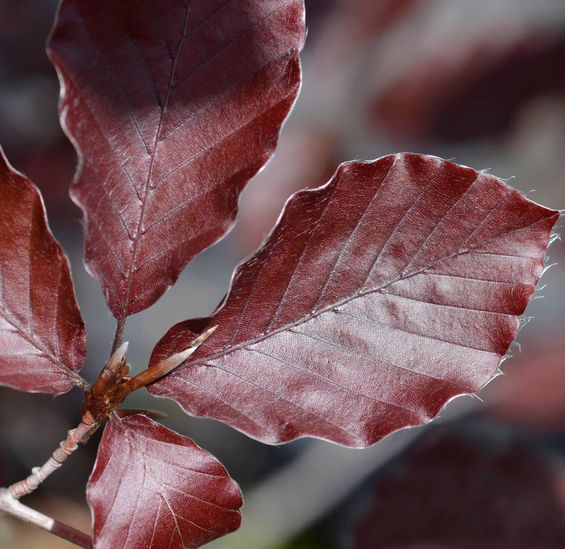 Rödbladig Pelarbok Dawyck Purple