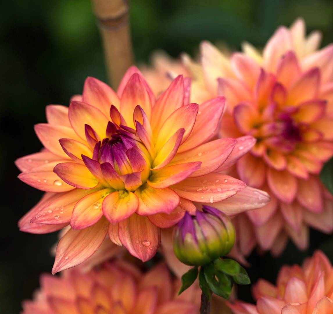 Dahlia Melody Dora