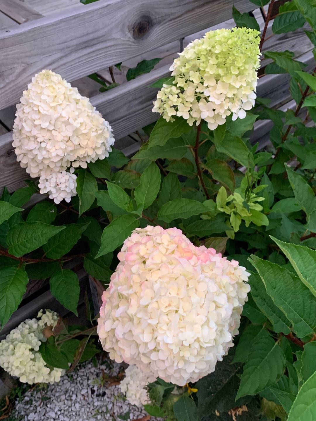 Syrenhortensia Living Summer Love