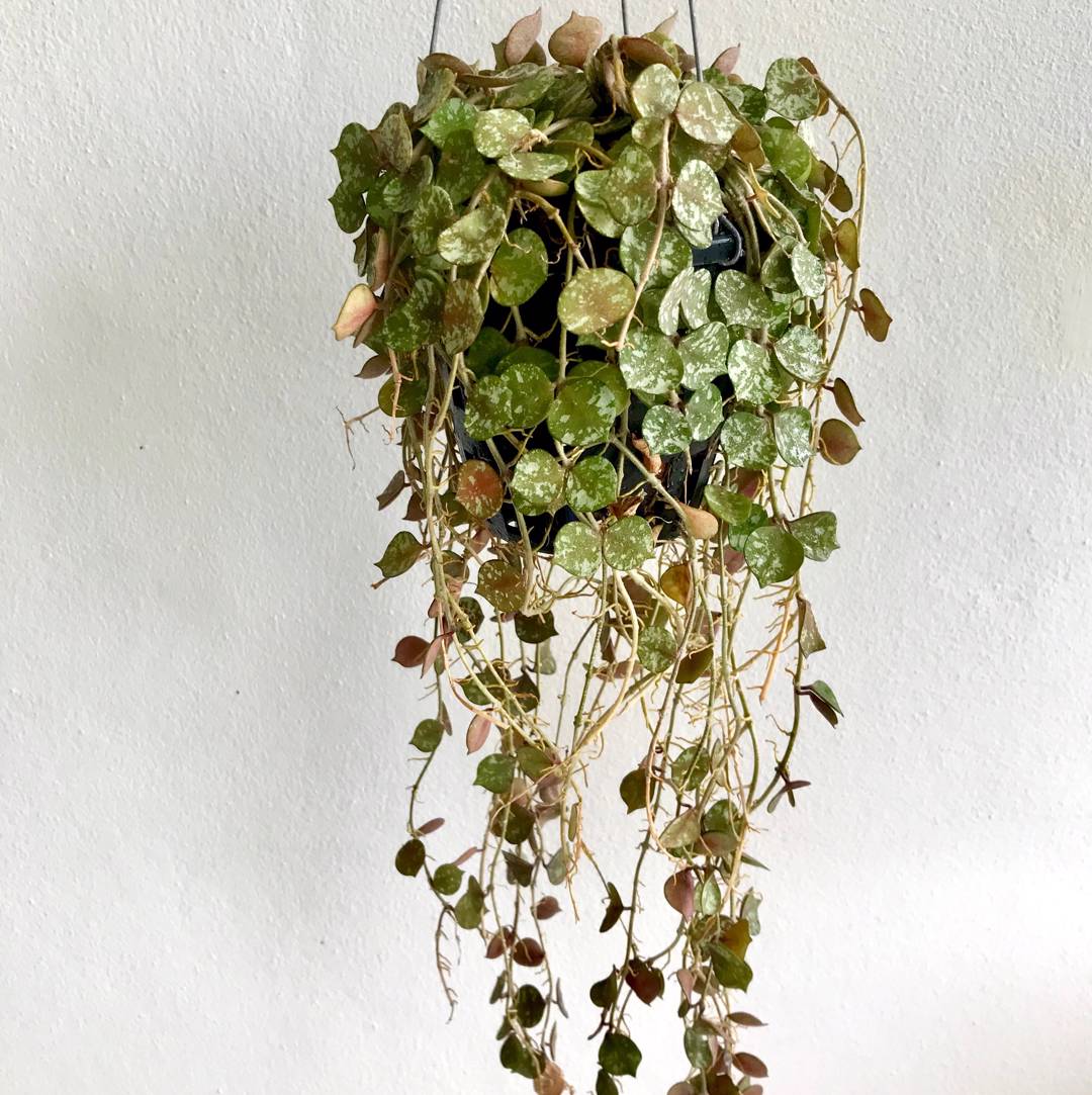 Hoya 