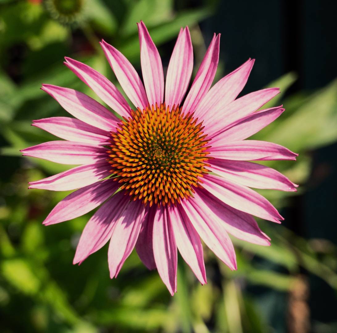 Oh!Garden - Röd solhatt Bravado