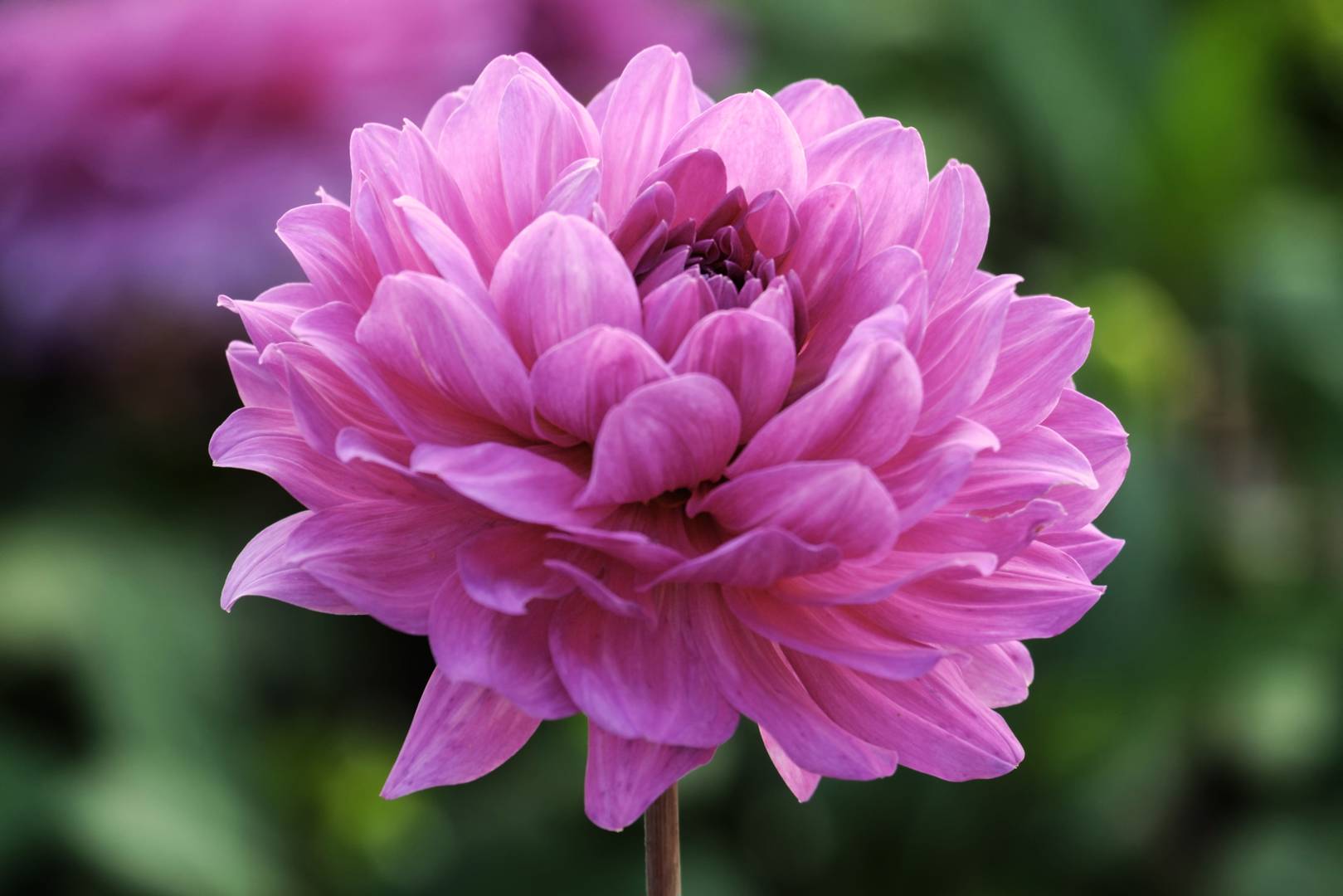 Dahlia Karma Lagoon