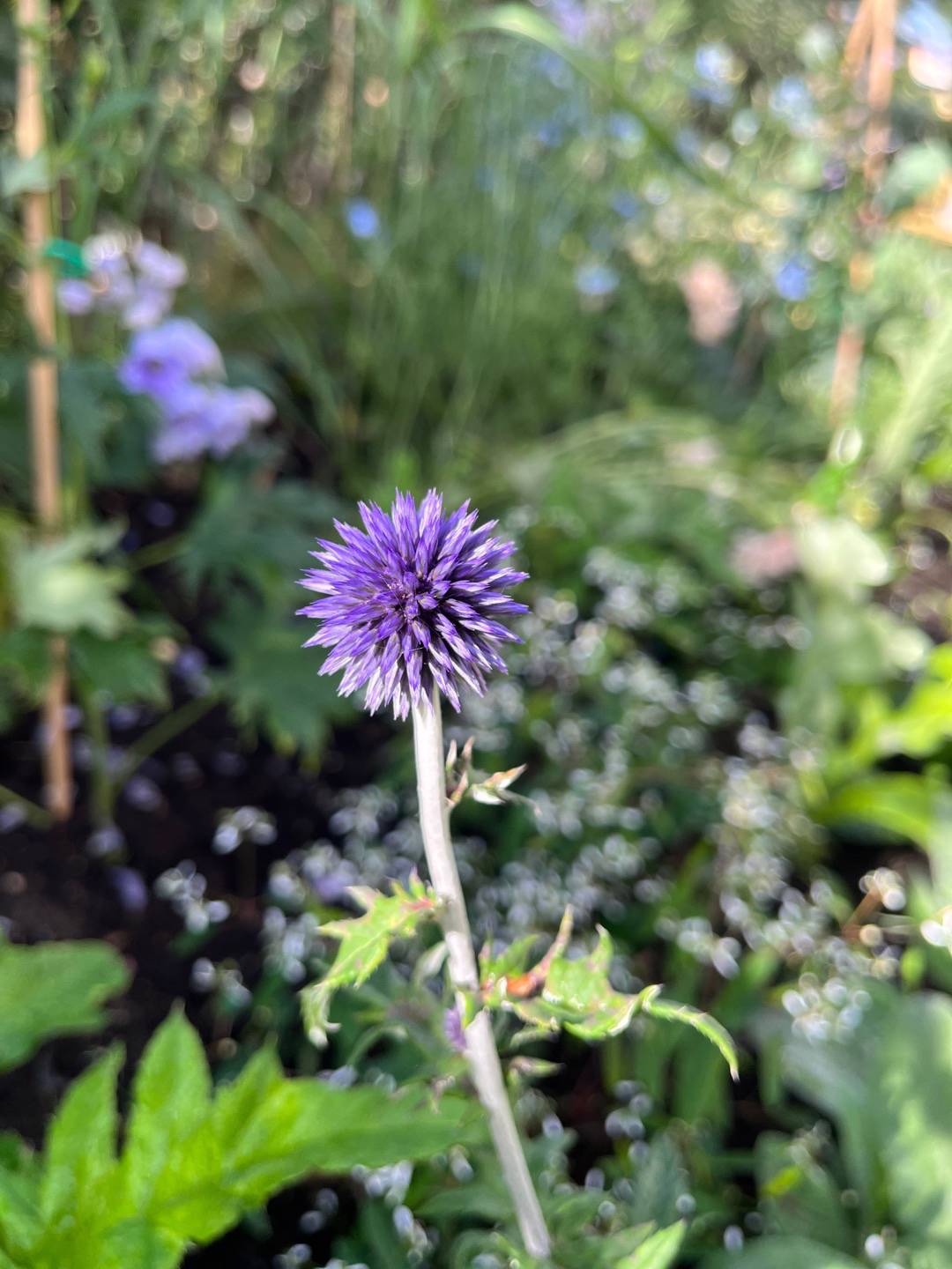 Lets.grow.a.garden