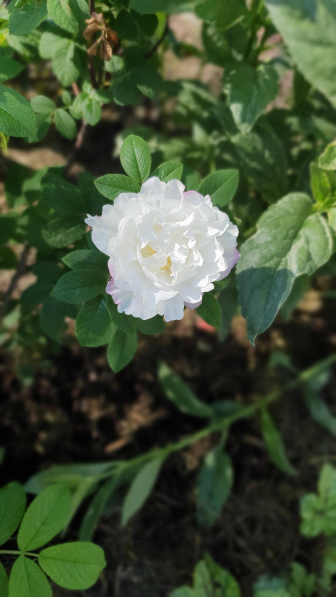 Wiklanders Trädgård