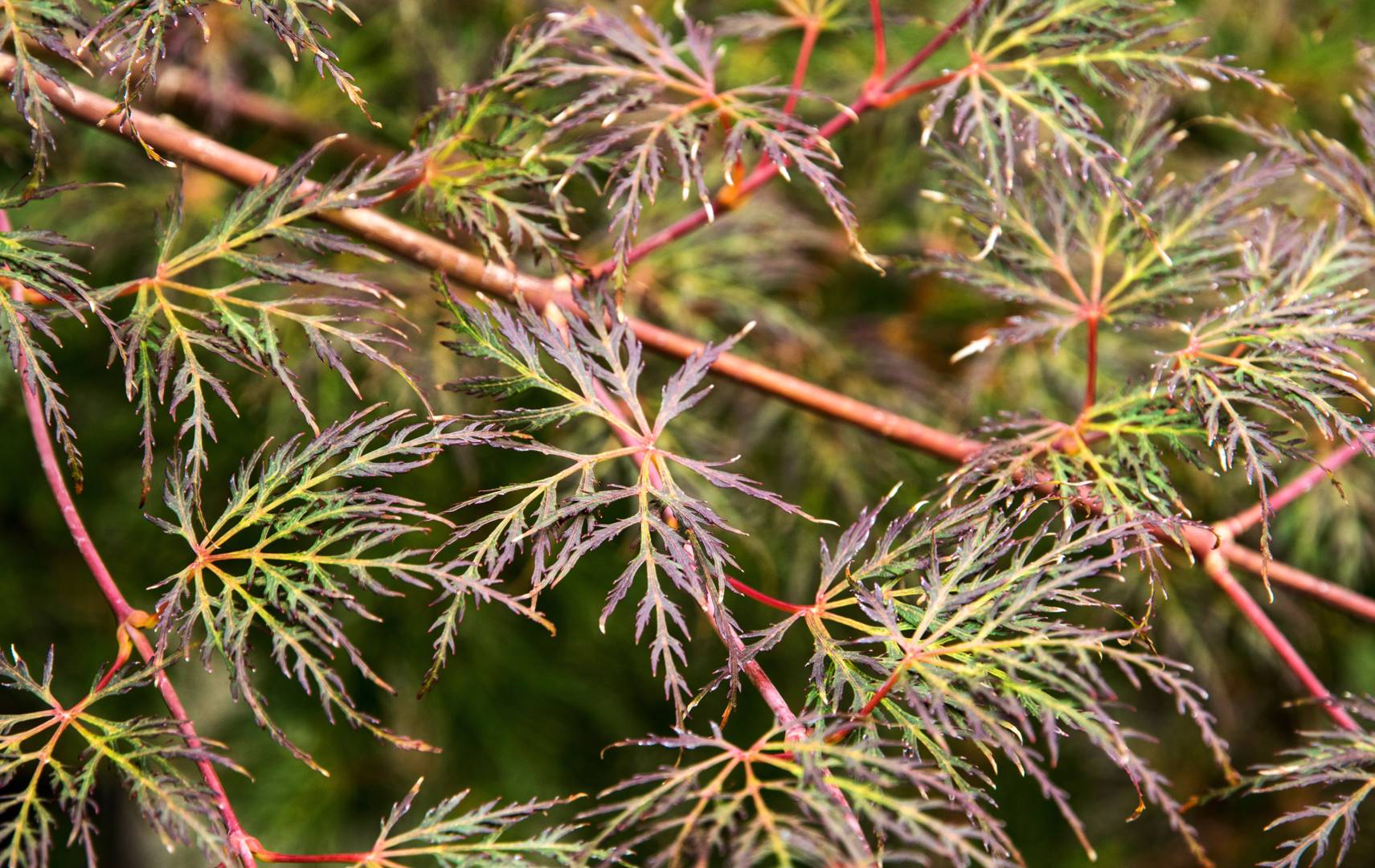 Flikbladig Japansk Lönn Emerald Lace