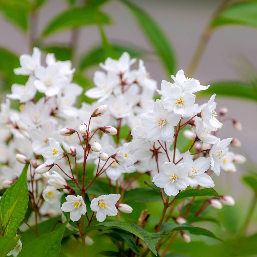 Strävdeutzia 