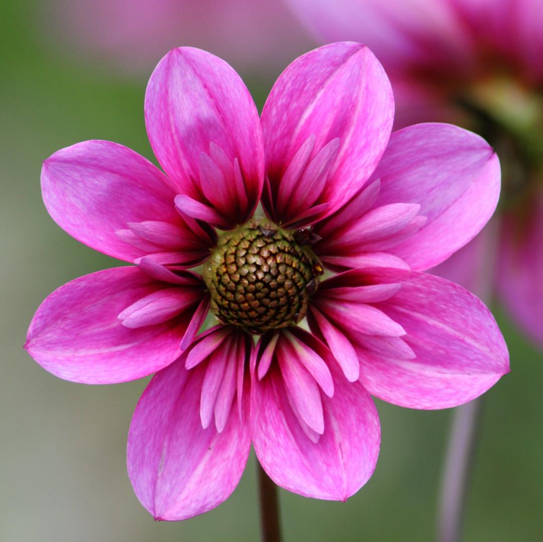 Dahlia Skyfall