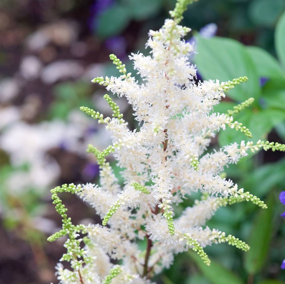 Astilbe Happy Spirit