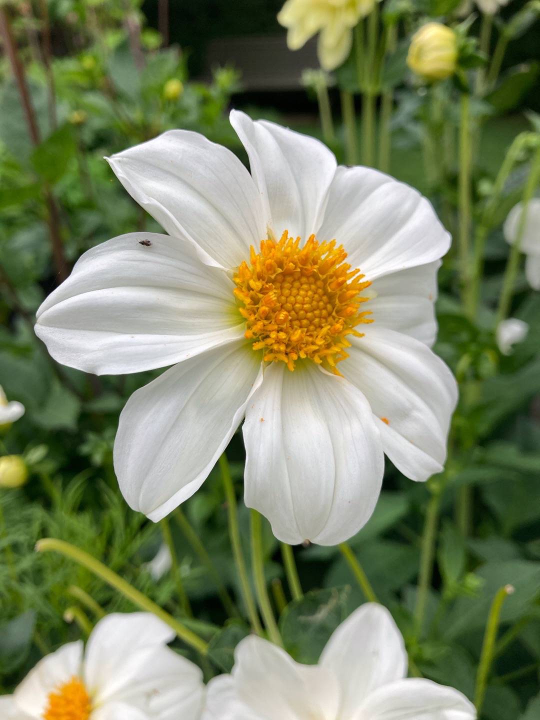 Dahlia Mignon Sneezy