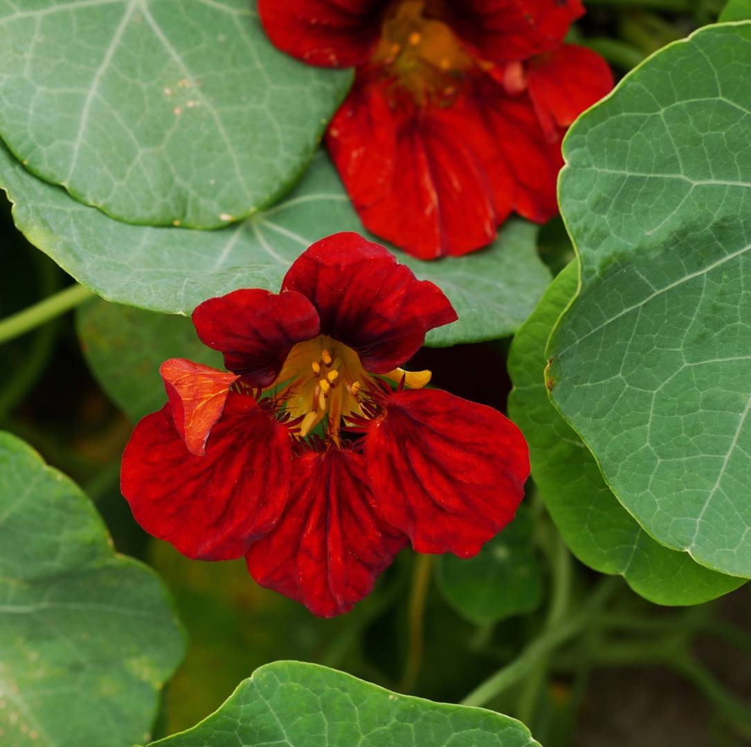 Oh!Garden Blomsterkrasse Empress of India