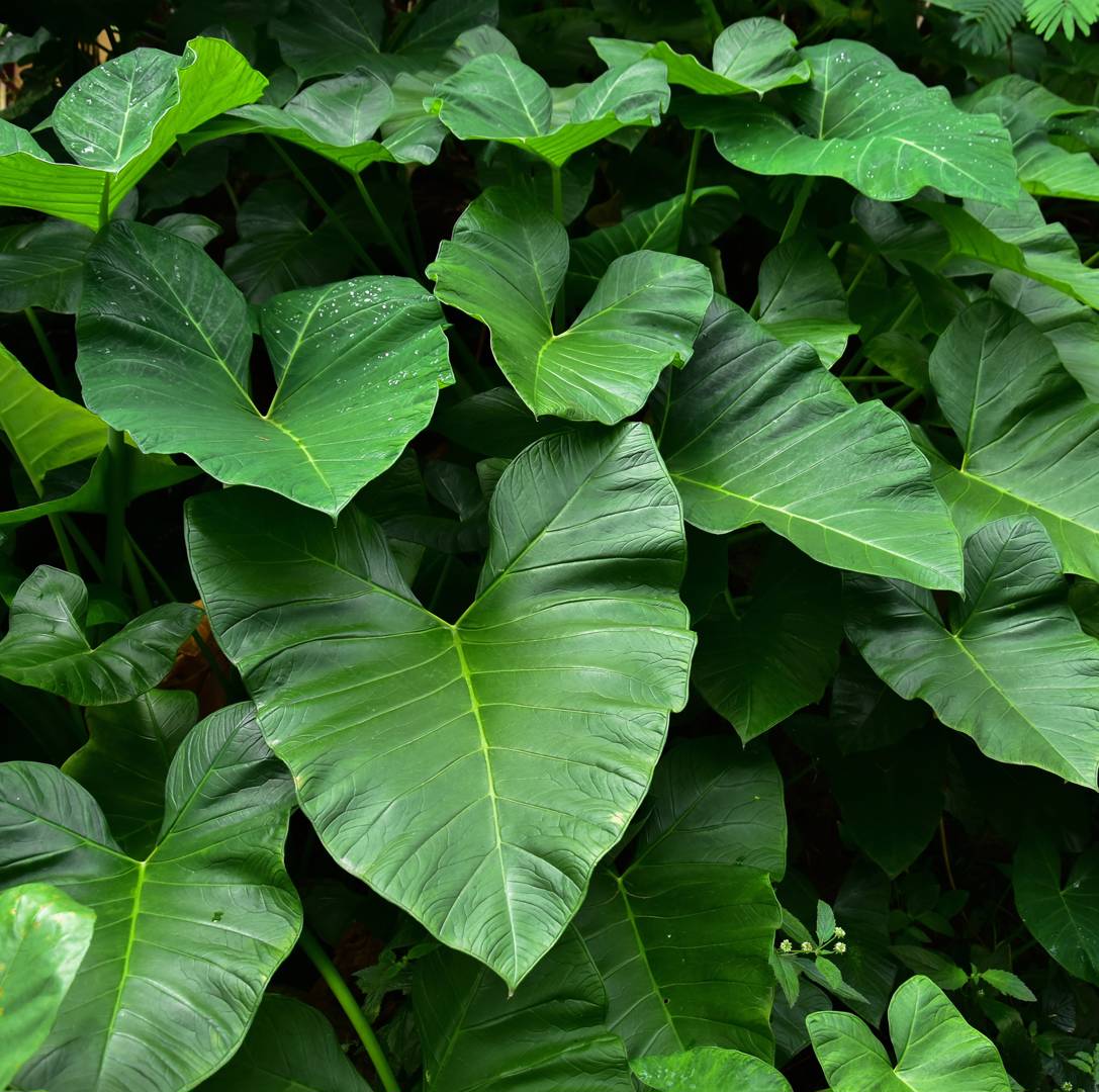 Taro 