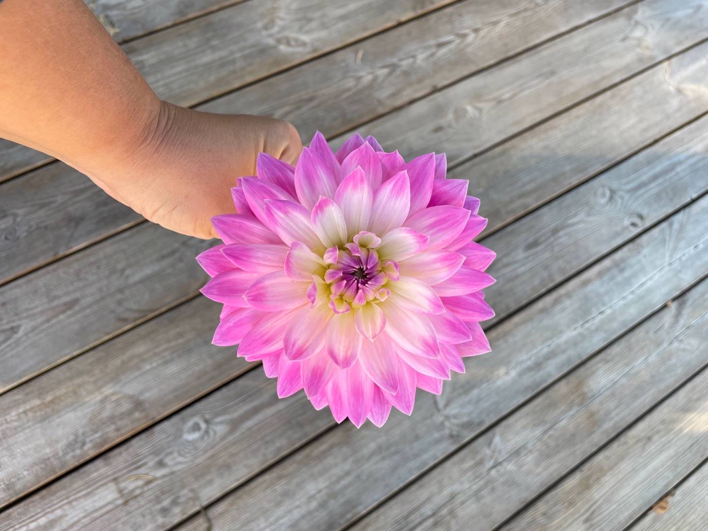 Dahlia Pink Petticoat