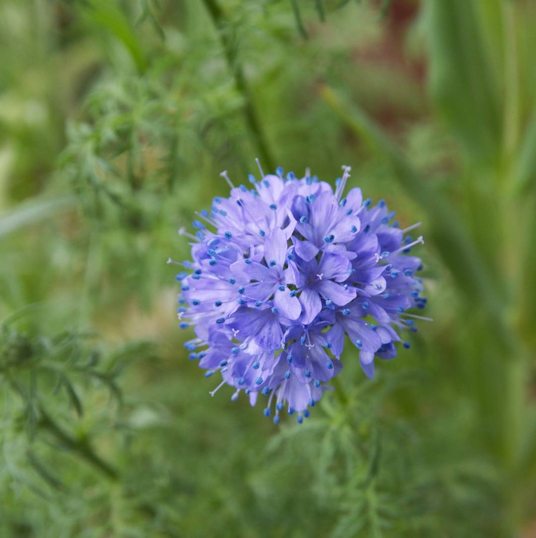 Bollgilia 
