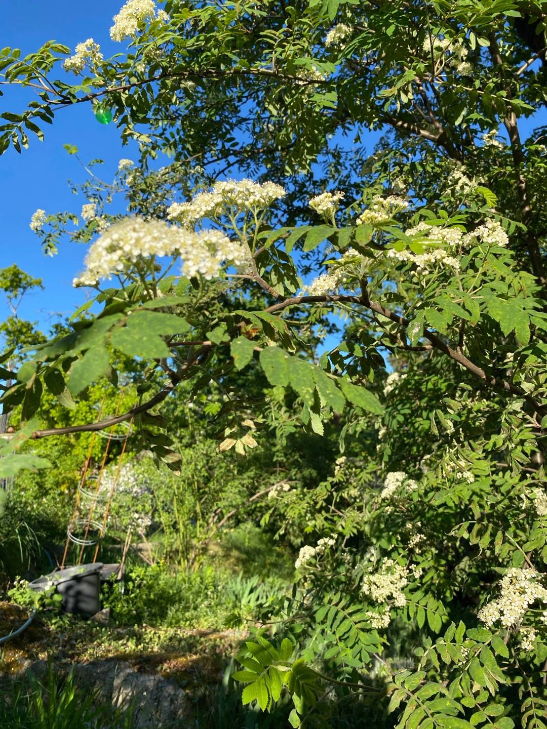 Petra på Blomstervägen