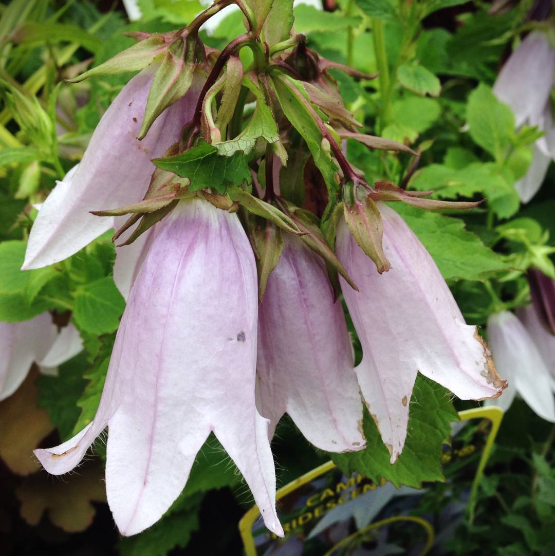 Campanula Iridescent Bells