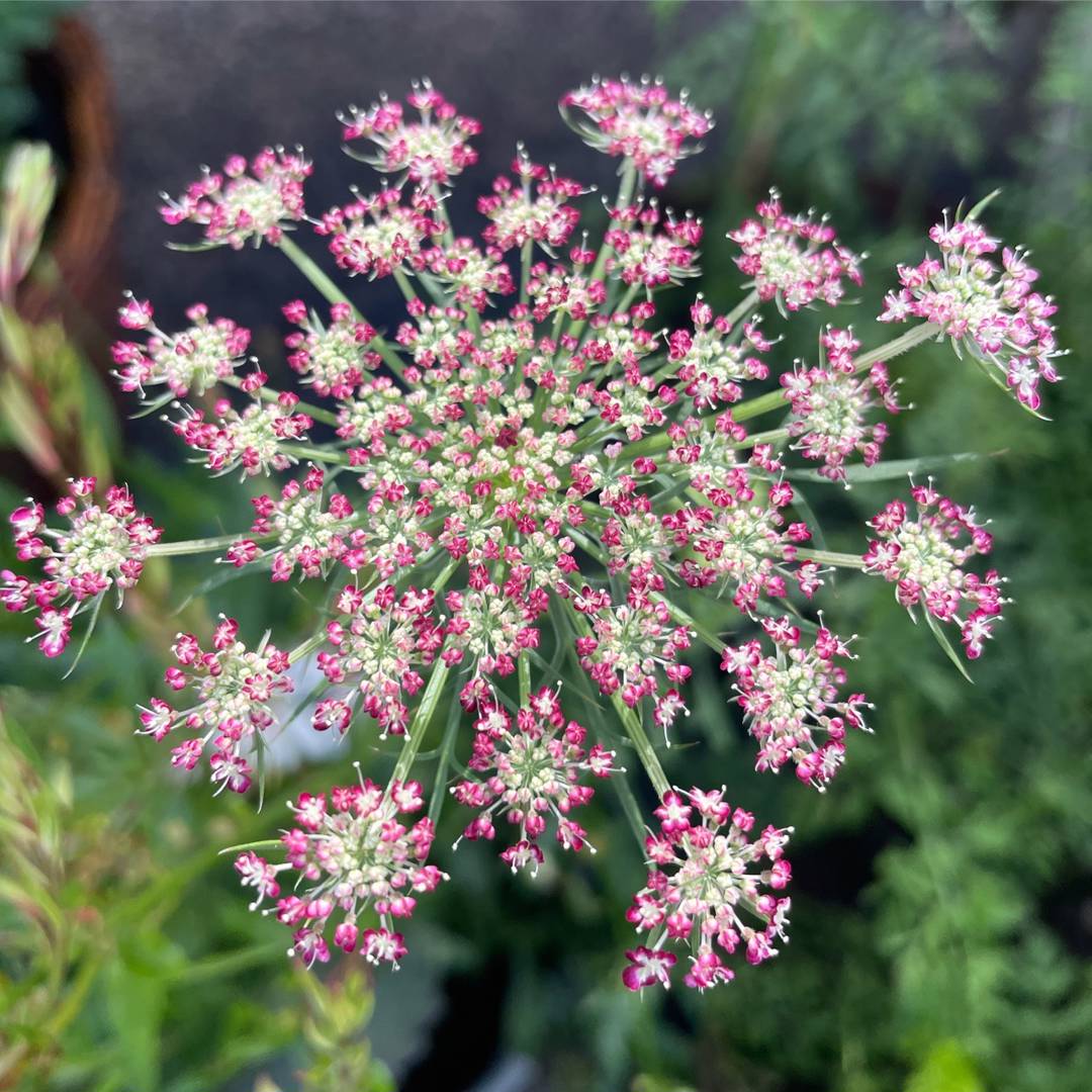 Blomstermorot Purple Kisses
