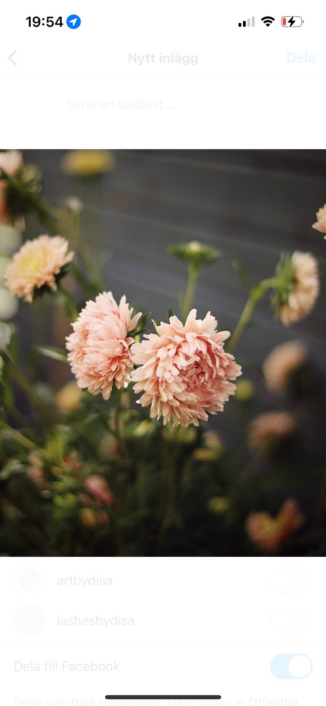Sommaraster King Size Apricot (Apricot Dream)