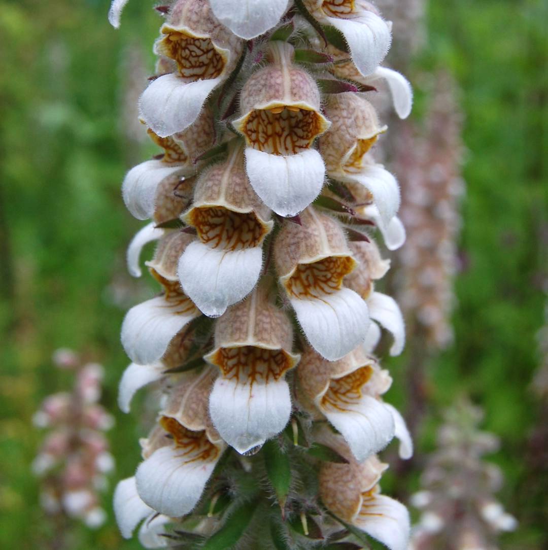 Grekisk Fingerborgsblomma 