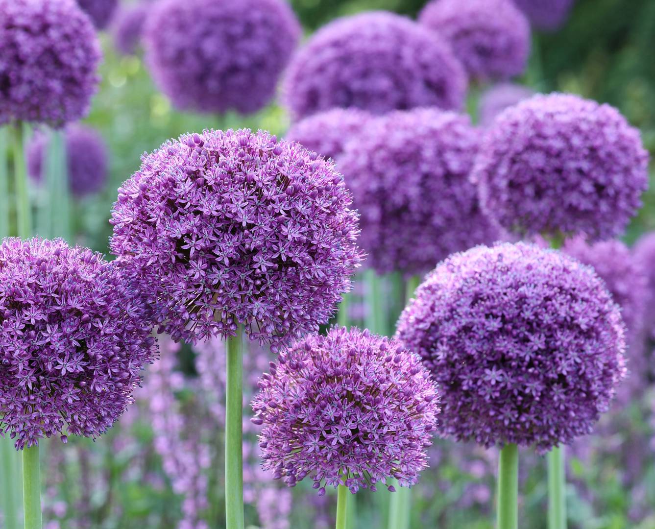 Allium Gladiator