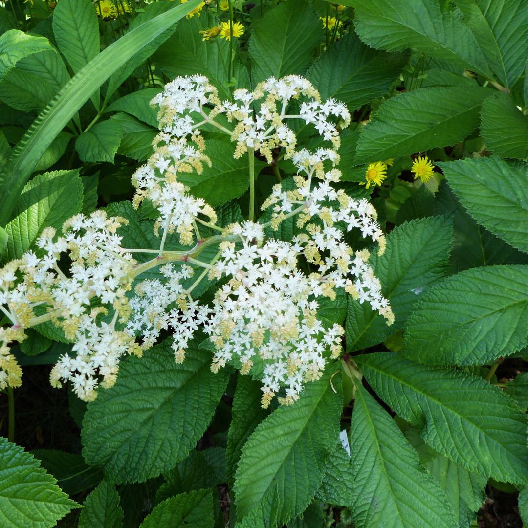 Fingerrodgersia 