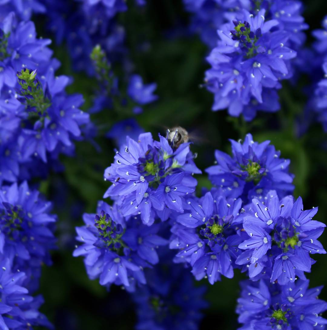 Praktveronika Knallblau