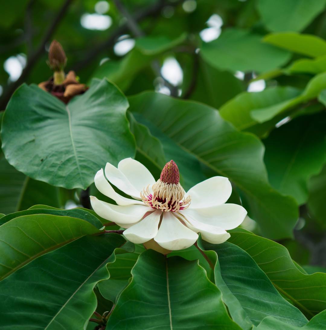 Junimagnolia 